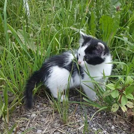 Hochmuthhof 公寓 里斯奥尔巴赫塔