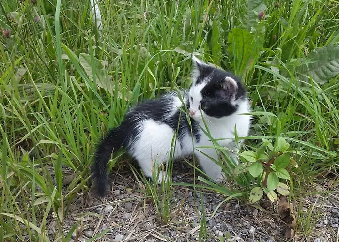 Hochmuthhof Апартаменты Райт (Альпбахталь)